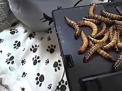 Mealworms in vagina